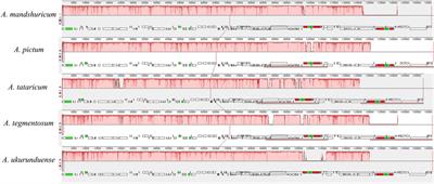 Structural Characterization of the Acer ukurunduense Chloroplast Genome Relative to Related Species in the Acer Genus